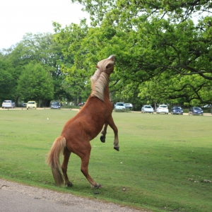 New Forest Cruise 10 May 2015